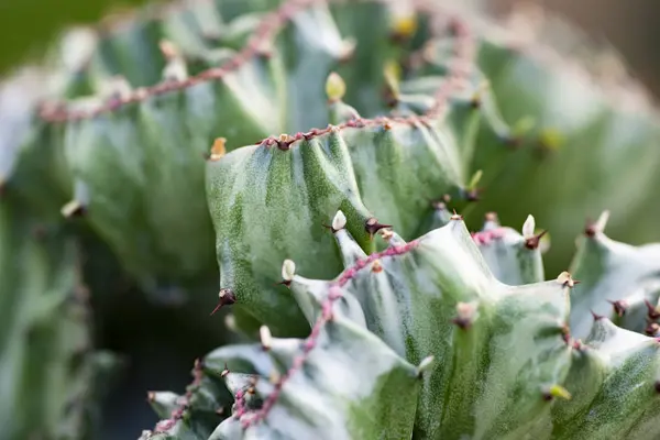 Cactus closeup no jardim tropical Nong Nooch . — Fotografia de Stock