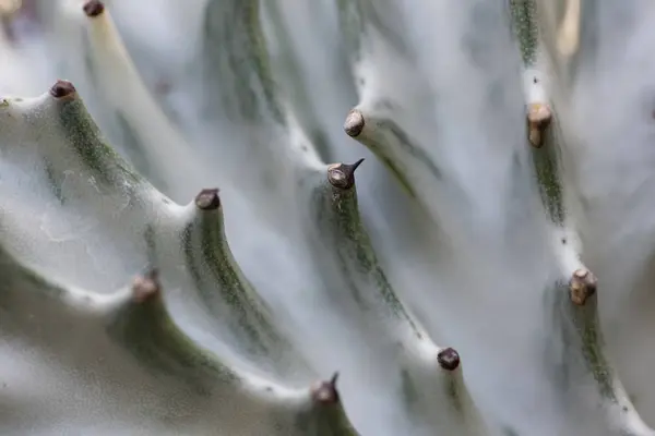 Cactus closeup no jardim tropical Nong Nooch . — Fotografia de Stock