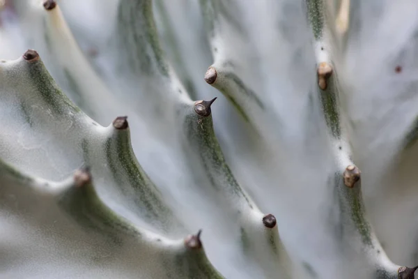 Cactus closeup no jardim tropical Nong Nooch . — Fotografia de Stock