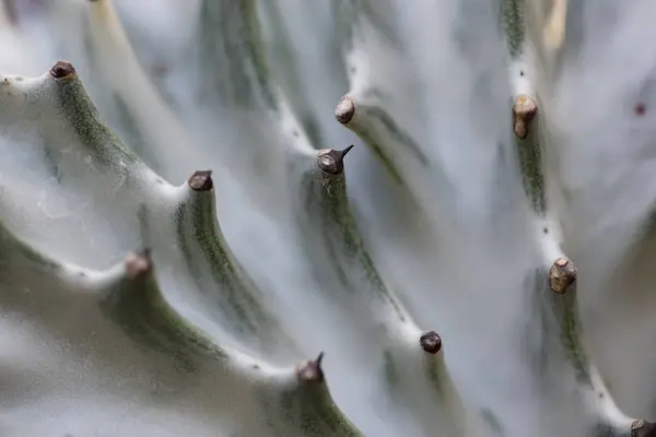 Cactus closeup in tropical garden Nong Nooch. — Stock Photo, Image
