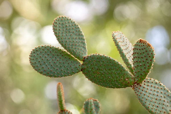 Cactus closeup no jardim tropical Nong Nooch . — Fotografia de Stock