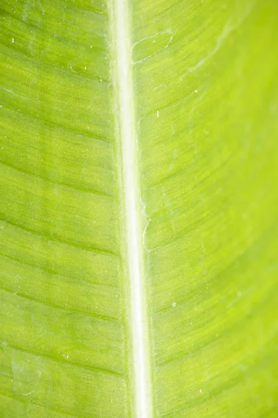 Textur av grönt blad närbild — Stockfoto