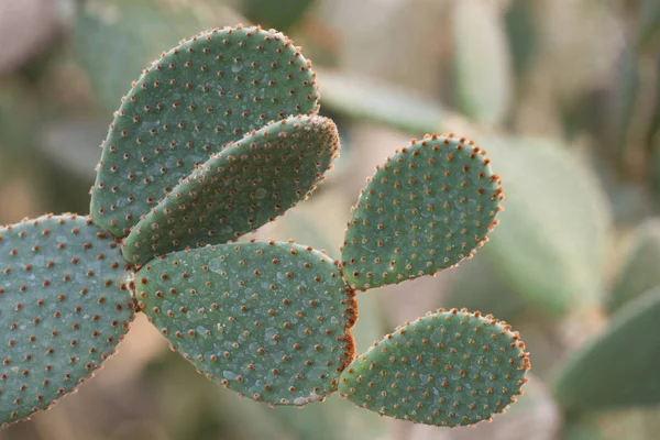 Cactus closeup no jardim tropical Nong Nooch . — Fotografia de Stock