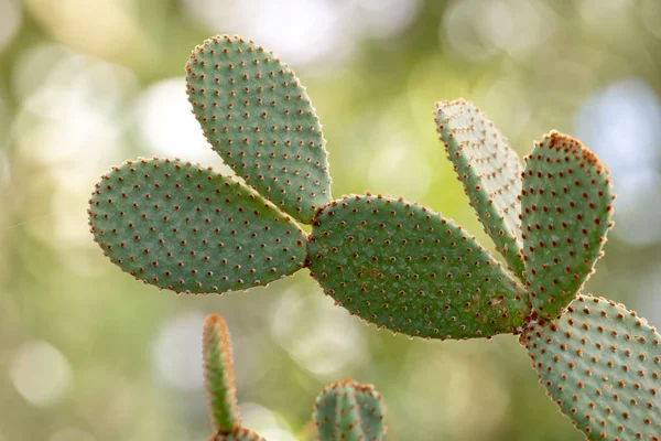 Cactus closeup no jardim tropical Nong Nooch . — Fotografia de Stock