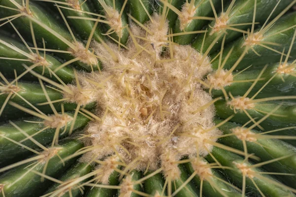 Kaktus närbild i tropiska trädgården Nong Nooch. — Stockfoto