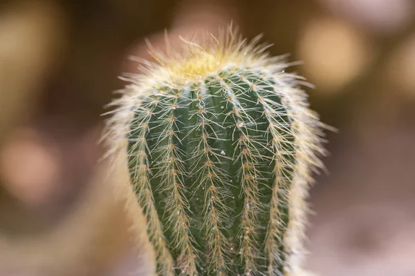 Cactus closeup no jardim tropical Nong Nooch . — Fotografia de Stock