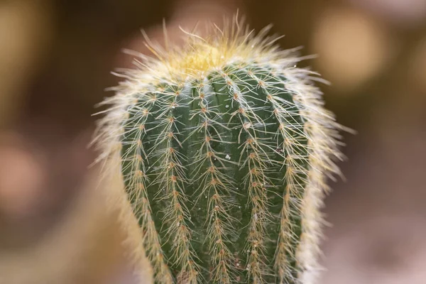 Kaktusy zbliżenie w tropikalnym ogrodzie Nong Nooch. — Zdjęcie stockowe
