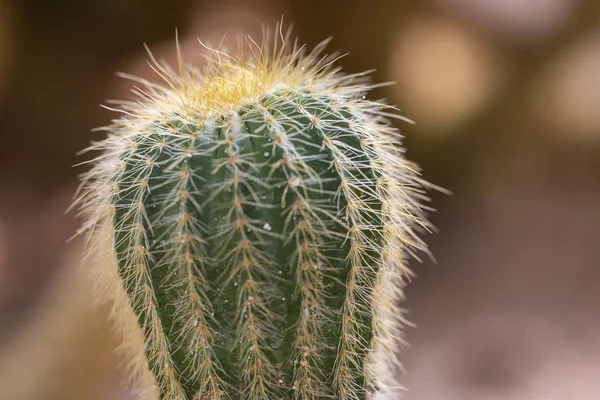 Cactus closeup no jardim tropical Nong Nooch . — Fotografia de Stock