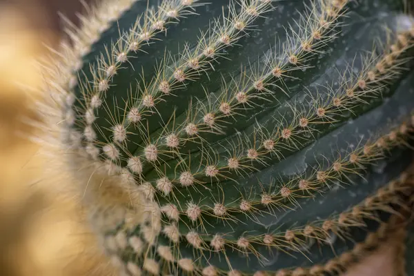 Cactus closeup no jardim tropical Nong Nooch . — Fotografia de Stock