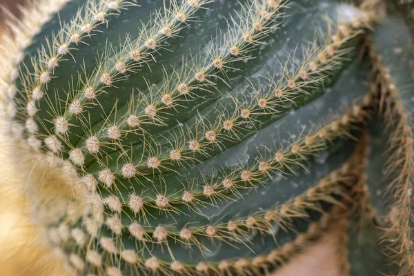 Cactus closeup no jardim tropical Nong Nooch . — Fotografia de Stock