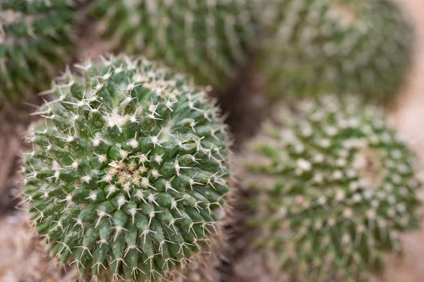 Cactus closeup no jardim tropical Nong Nooch . — Fotografia de Stock