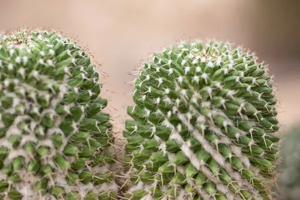 Kaktusz Vértes a trópusi kertben Nong Nooch. — Stock Fotó