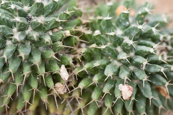 Cactus closeup no jardim tropical Nong Nooch . — Fotografia de Stock