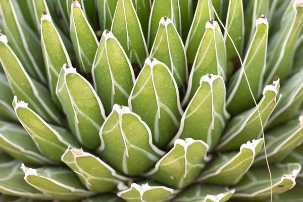 Cactus closeup in tropical garden Nong Nooch. — Stock Photo, Image