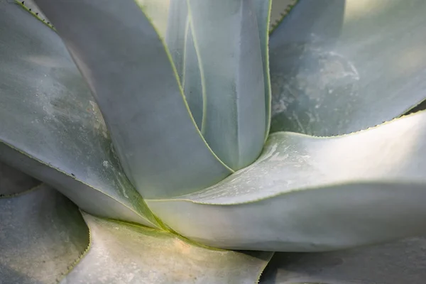 Cactus closeup no jardim tropical Nong Nooch . — Fotografia de Stock