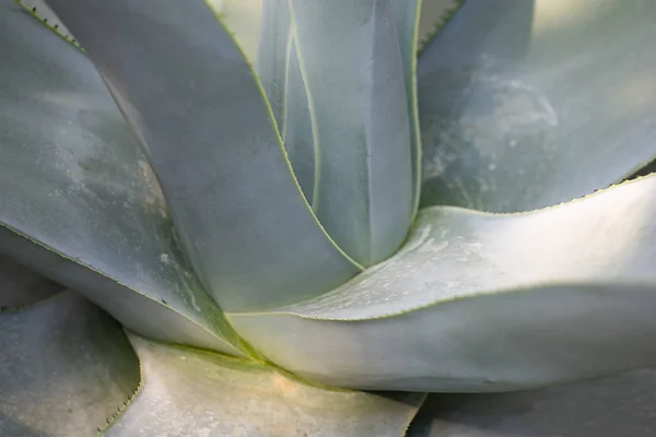 Cactus closeup no jardim tropical Nong Nooch . — Fotografia de Stock