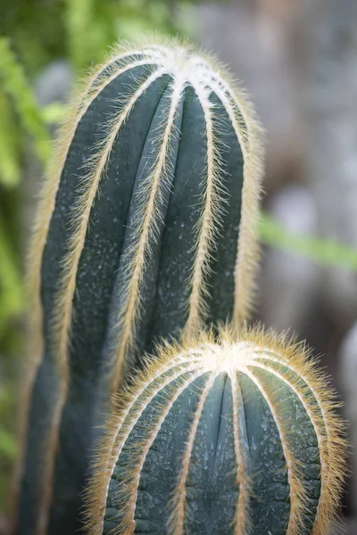 Cactus closeup no jardim tropical Nong Nooch . — Fotografia de Stock