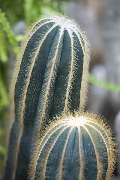 Cactus closeup no jardim tropical Nong Nooch . — Fotografia de Stock