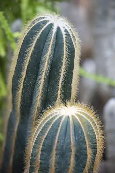 Cactus closeup no jardim tropical Nong Nooch . — Fotografia de Stock