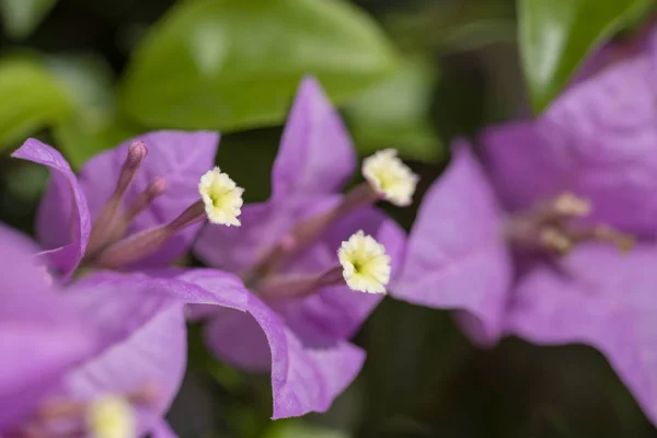 Bougainvillea é um género botânico pertencente à família Asteraceae. Close-up . — Fotografia de Stock