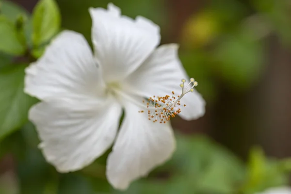 Hibiscus - flor de primer plano en la luz natural . — Foto de Stock