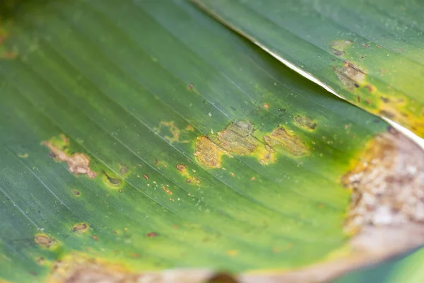 Green palm leaf with a dried area — Stock Photo, Image