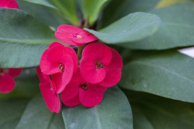 Bitkinin kırmızı çiçekler - Doğal l Euphorbia milii yakın çekim