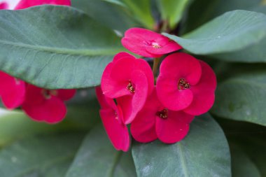 Bitkinin kırmızı çiçekler - Doğal l Euphorbia milii yakın çekim