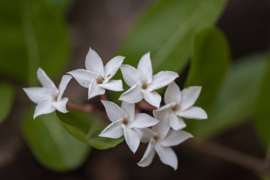 White flowers of the Abelia Chinese plant close-up in natural li clipart