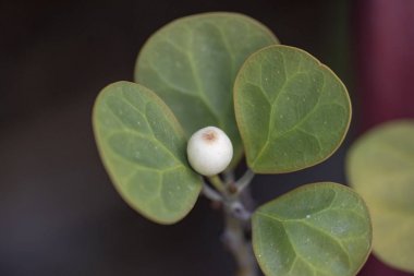 Bitki Ficus Deltoidea doğal ışıkta yakın çekim.