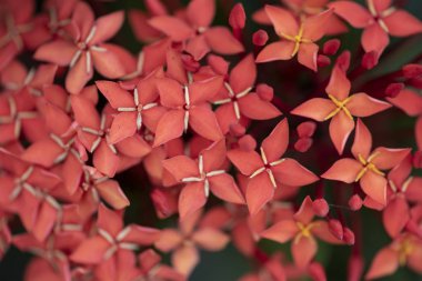 Doğal li bitki Ixora chinensis güzel kırmızı çiçekler