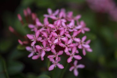 Doğal li bitki Ixora chinensis güzel kırmızı çiçekler