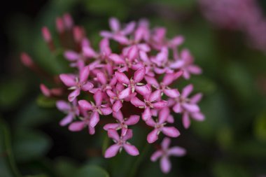 Doğal li bitki Ixora chinensis güzel kırmızı çiçekler