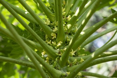 Papaya veya kavun ağacı (Latince Carica papaya) doğal l yakın çekim