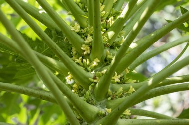 Papaya veya kavun ağacı (Latince Carica papaya) doğal l yakın çekim