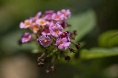 Bitki Lantana çok renkli çiçekler doğal l yakın çekim
