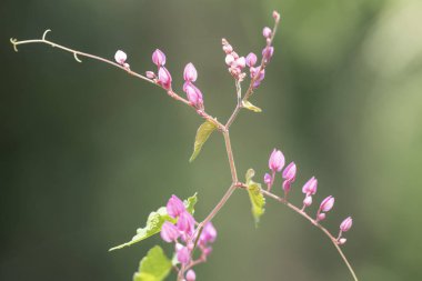 Clerodendrum Thompson (lat. Clerodendrum thomsonae) - çiçekler cl
