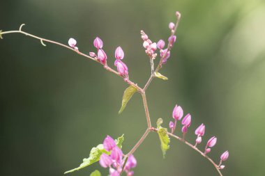 Clerodendrum Thompson (lat. Clerodendrum thomsonae) - çiçekler cl