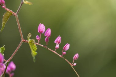 Clerodendrum Thompson (lat. Clerodendrum thomsonae) - çiçekler cl