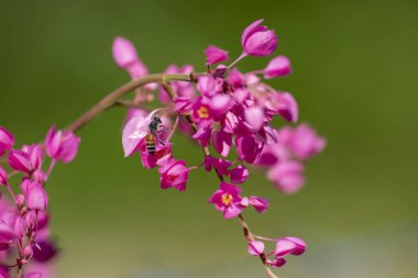 Clerodendrum Thompson (lat. Clerodendrum thomsonae) - çiçekler cl