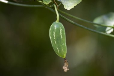 Bitki Coccinia grandis yakın çekim meyve. 