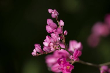 Clerodendrum Thompson (lat. Clerodendrum thomsonae) - çiçekler cl
