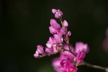 Clerodendrum Thompson (lat. Clerodendrum thomsonae) - çiçekler cl