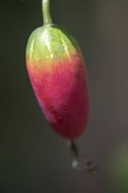 Bitki Coccinia grandis yakın çekim meyve. 