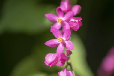 Clerodendrum Thompson (lat. Clerodendrum thomsonae) - çiçekler cl