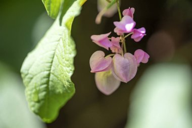 Clerodendrum Thompson (lat. Clerodendrum thomsonae) - çiçekler cl