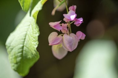 Clerodendrum Thompson (lat. Clerodendrum thomsonae) - çiçekler cl