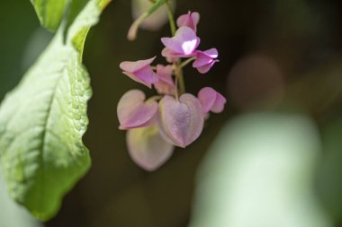 Clerodendrum Thompson (lat. Clerodendrum thomsonae) - çiçekler cl