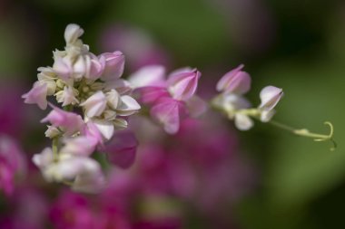 Clerodendrum Thompson (lat. Clerodendrum thomsonae) - çiçekler cl