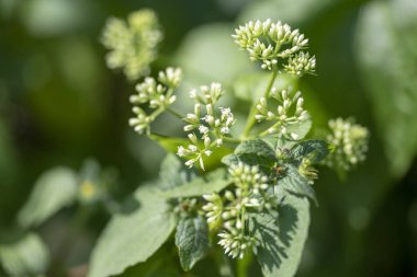 Kokulu krom (lat. Chromolaena odorata) - çok yıllık bitki o